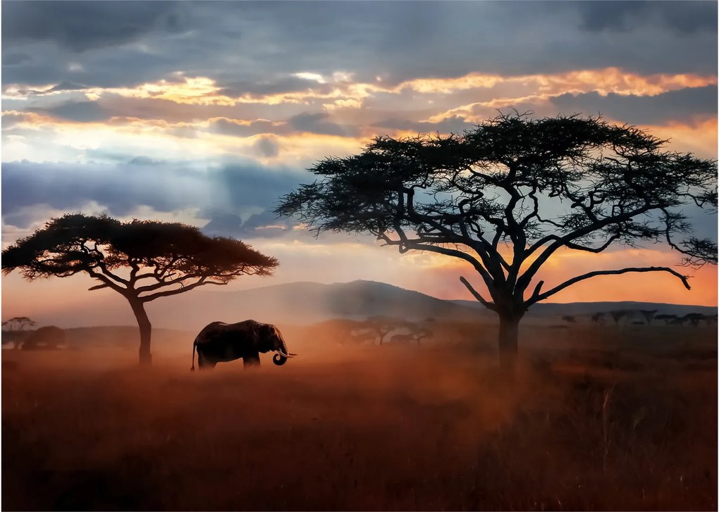 Tablou pe sticlă - Parcul Național Serengeti, Tanzania, Africa (70x50 cm)