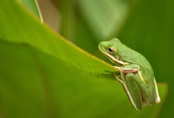 Fotografie Tiny Animals Frog, Jeff R Clow