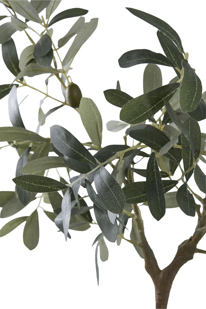 Măslin Oslavia 1 (verde). Promo -10%. 1147264