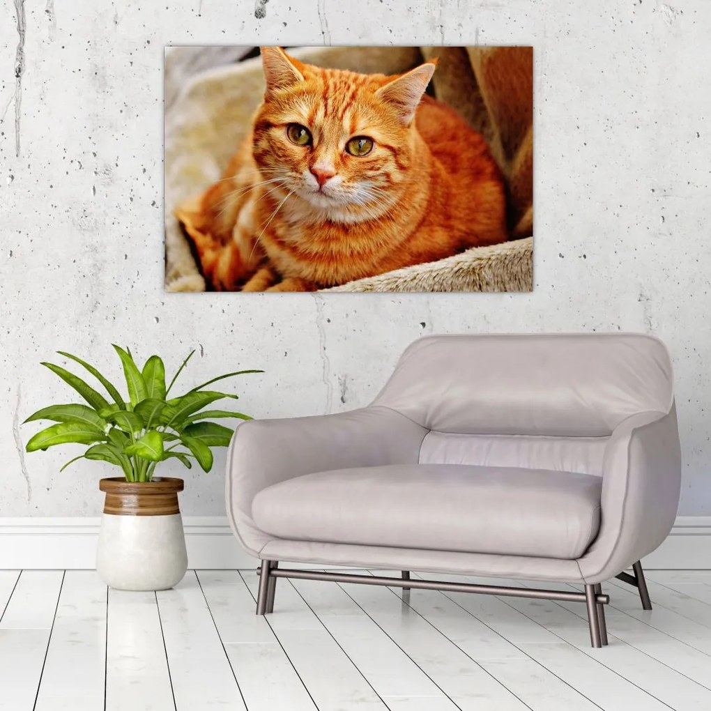 Tablou - Pisica tolenită (90x60 cm)