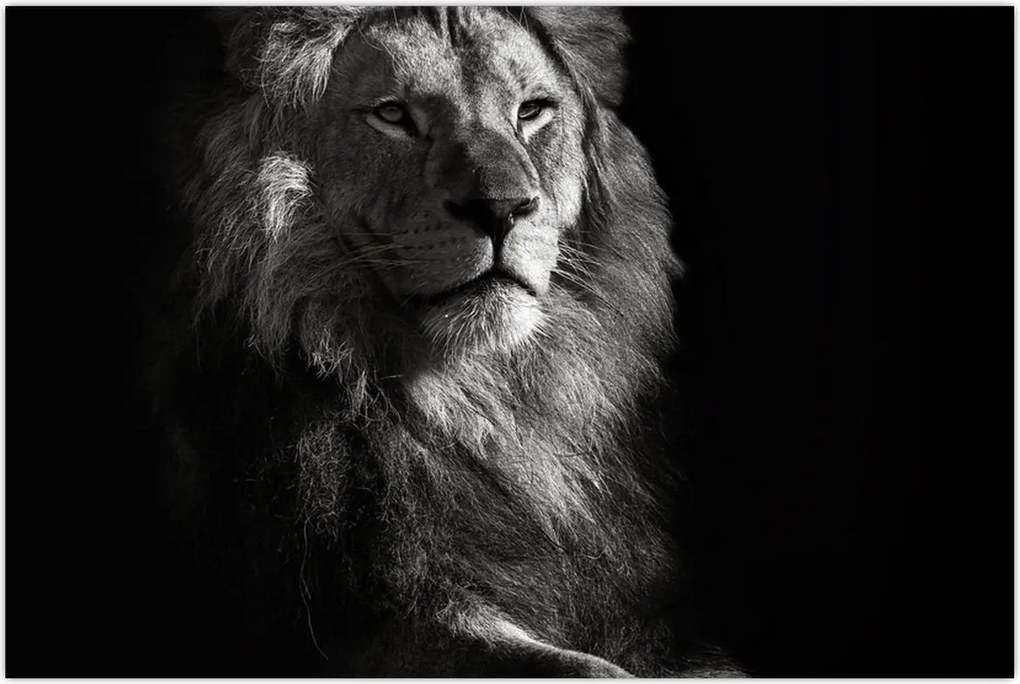 Tablou - Leu (90x60 cm)