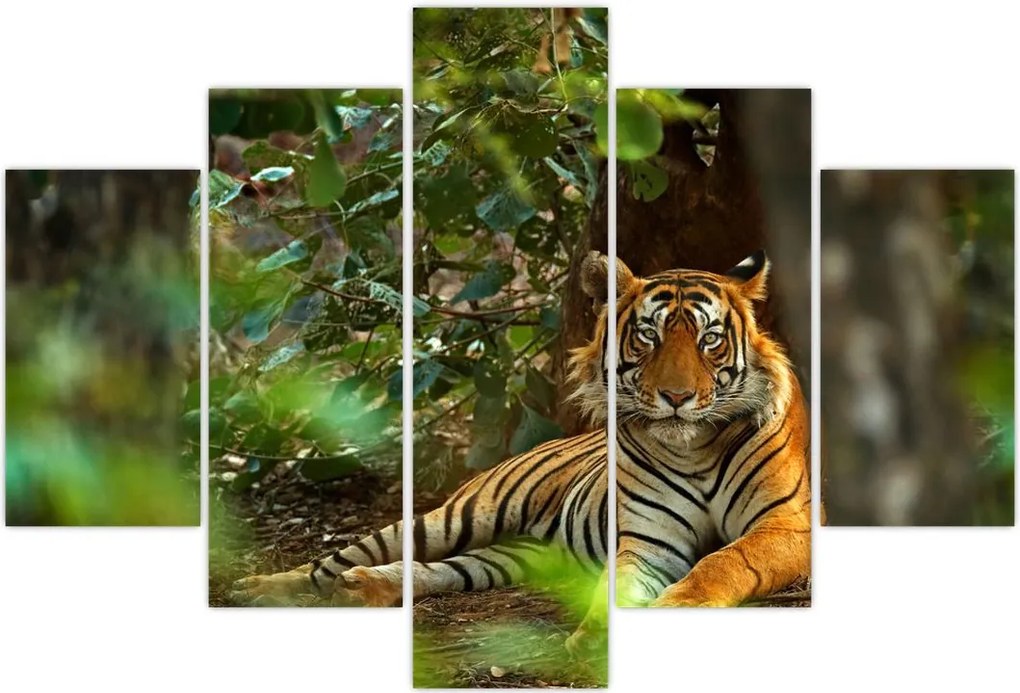 Tablou - Tigru odihnindu -se (150x105 cm)