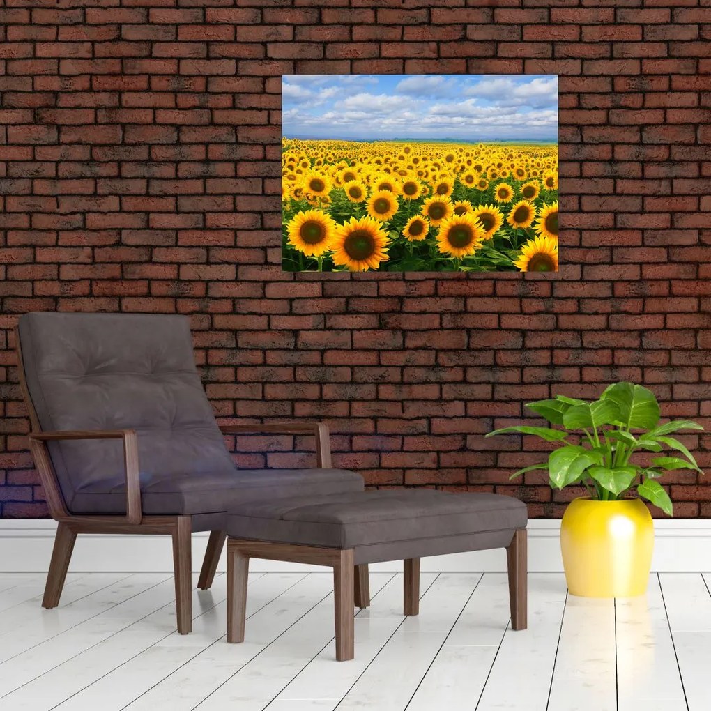Tablou pe sticlă cu lan de floarea soarelui (70x50 cm)