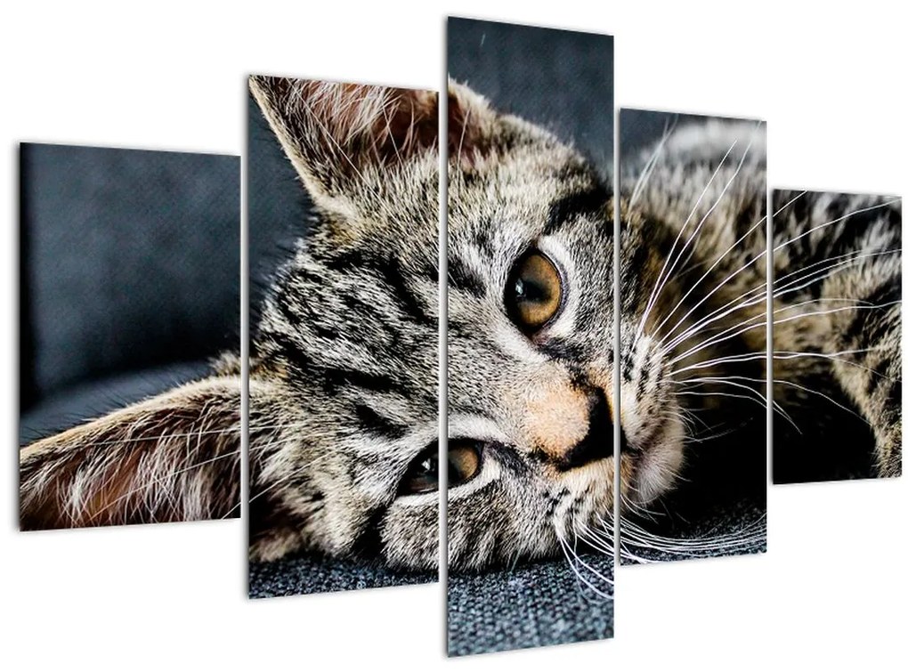 Tablou - Pisoi (150x105 cm)