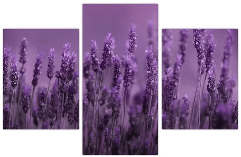 Tablou - Lavanda (90x60 cm)
