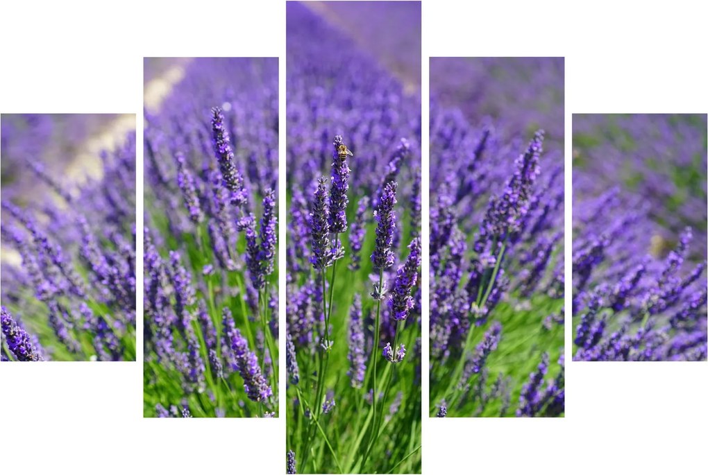 Tablou - lavanda (150x105 cm)