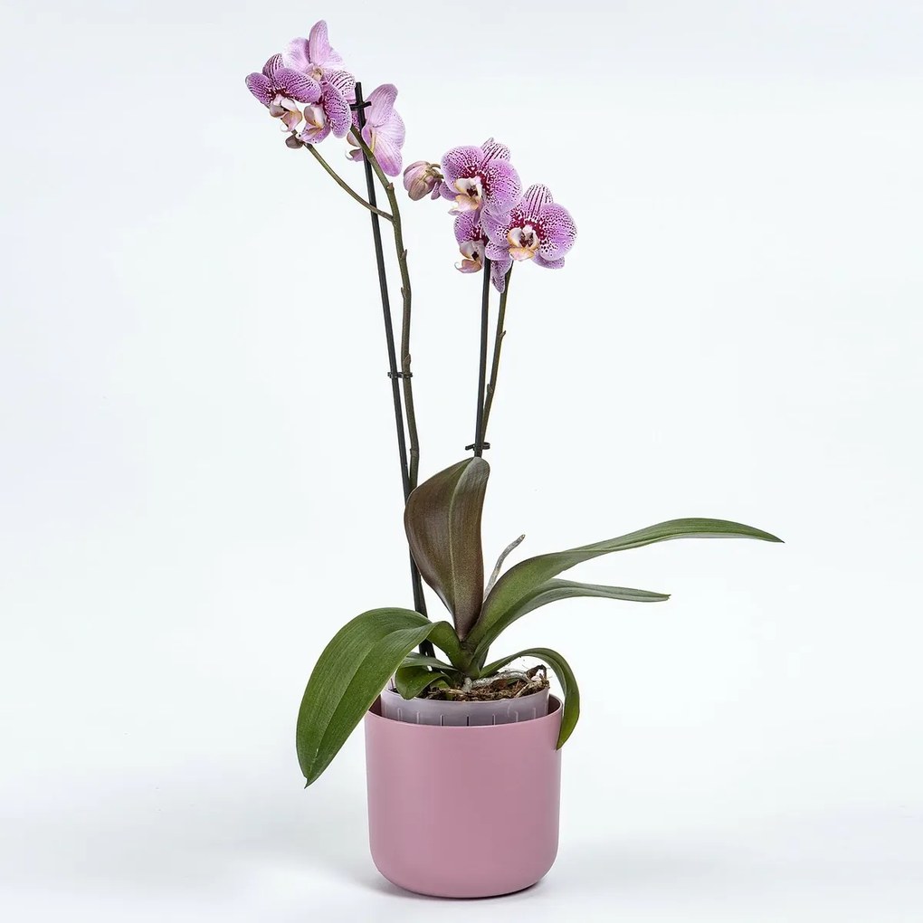 Plastia Ghiveci cu auto-apărare Tolita Air roz ,dia. 19 cm, diam. 19 cm