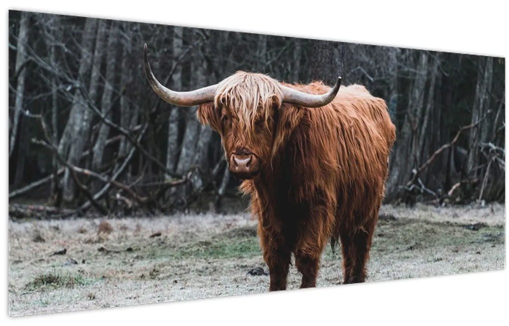 Tablou - Vacă scoțiană 2 (120x50 cm)