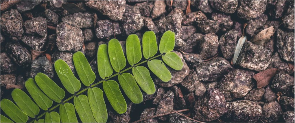 Tablou cu planta verde (120x50 cm)