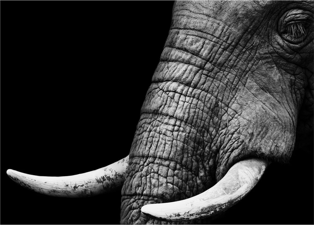 Tablou - Colți de elefant (70x50 cm)