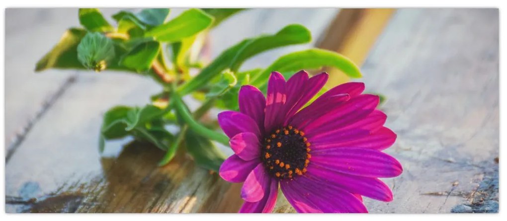 Tablou flori tăiate (120x50 cm)
