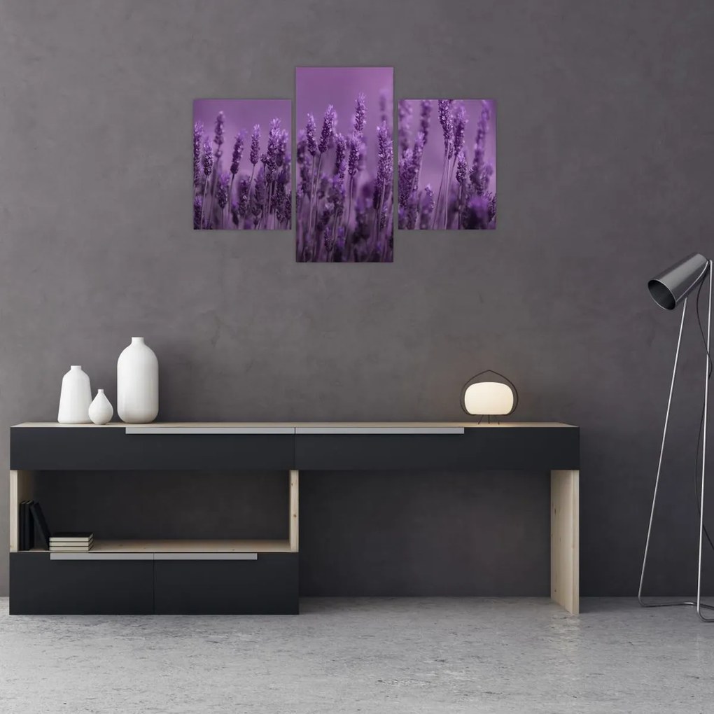 Tablou - Lavanda (90x60 cm)