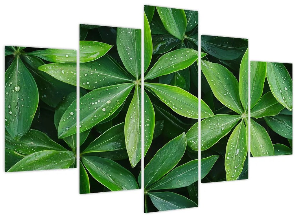Tablou - Frunze cu picături de rouă (150x105 cm)