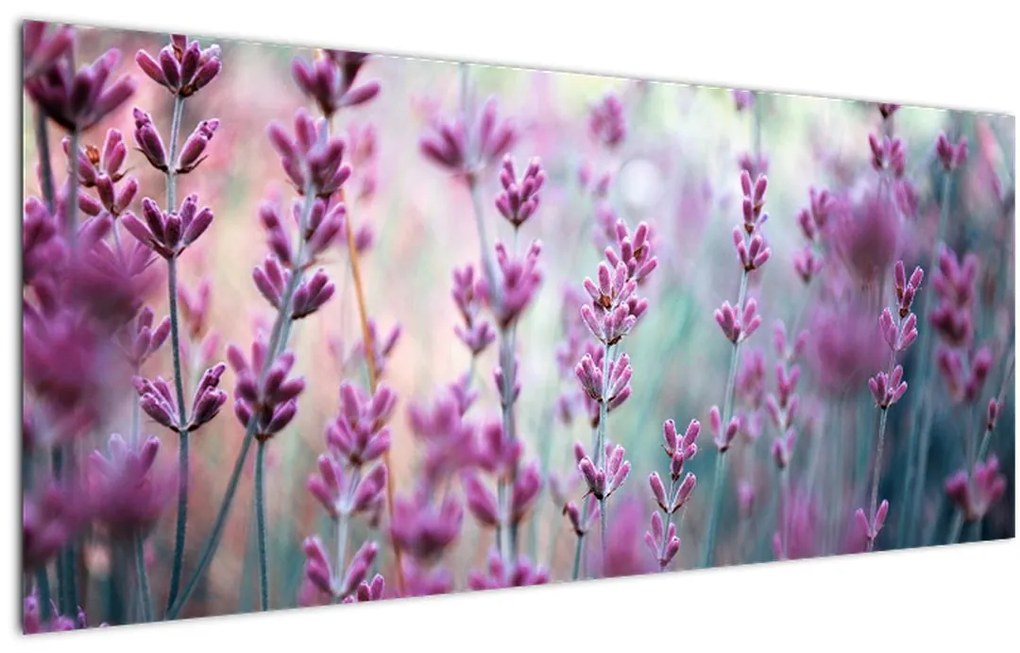 Tablou - Lavandă (120x50 cm)