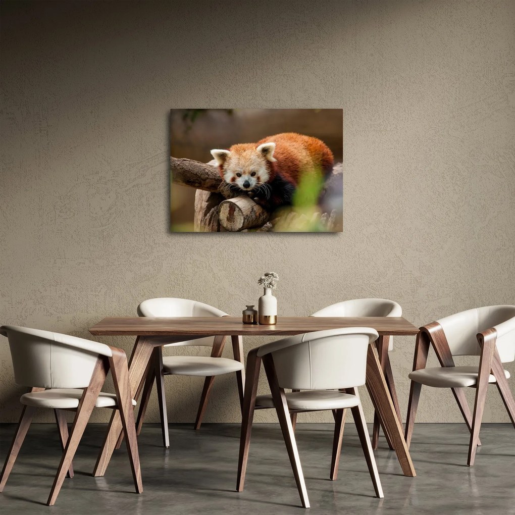 Tablou cu panda roșie (70x50 cm)