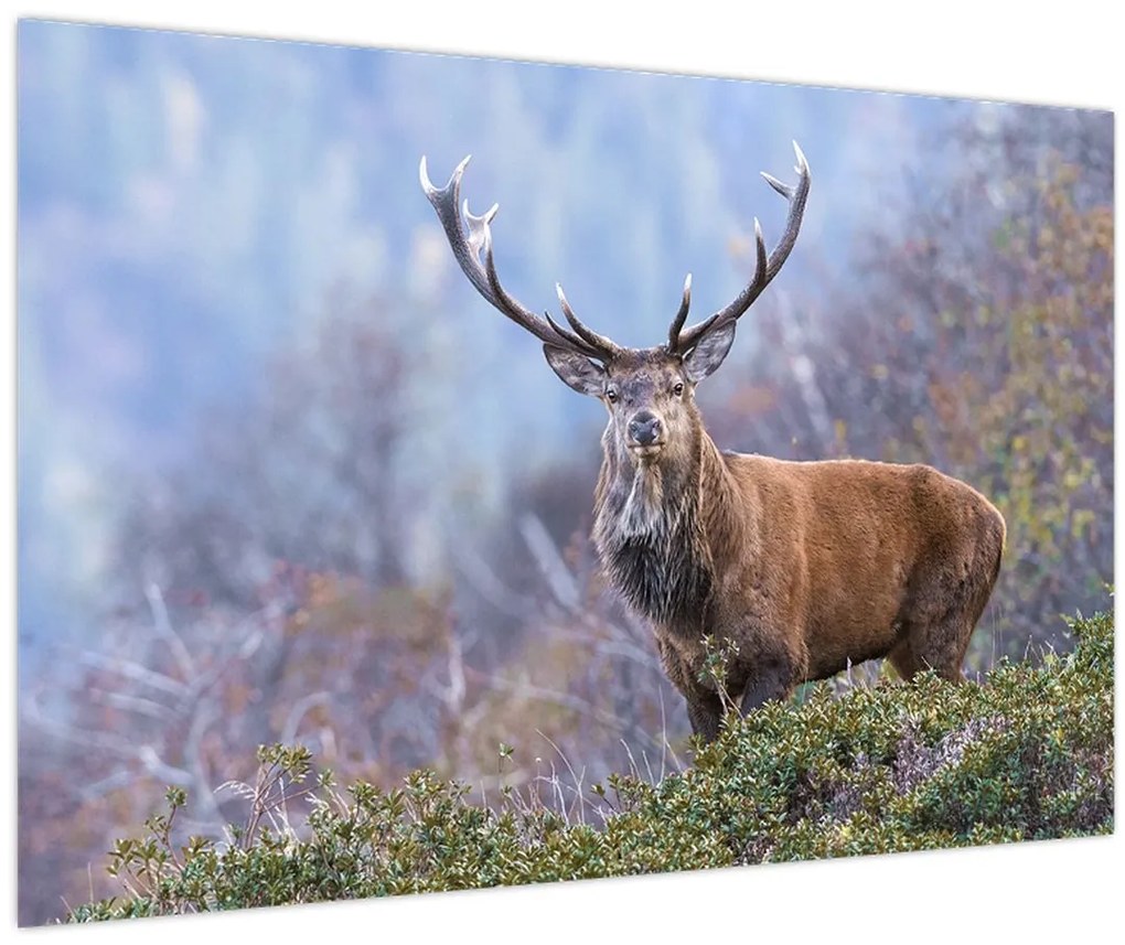 Tablou - Cerb în peisaj (90x60 cm)