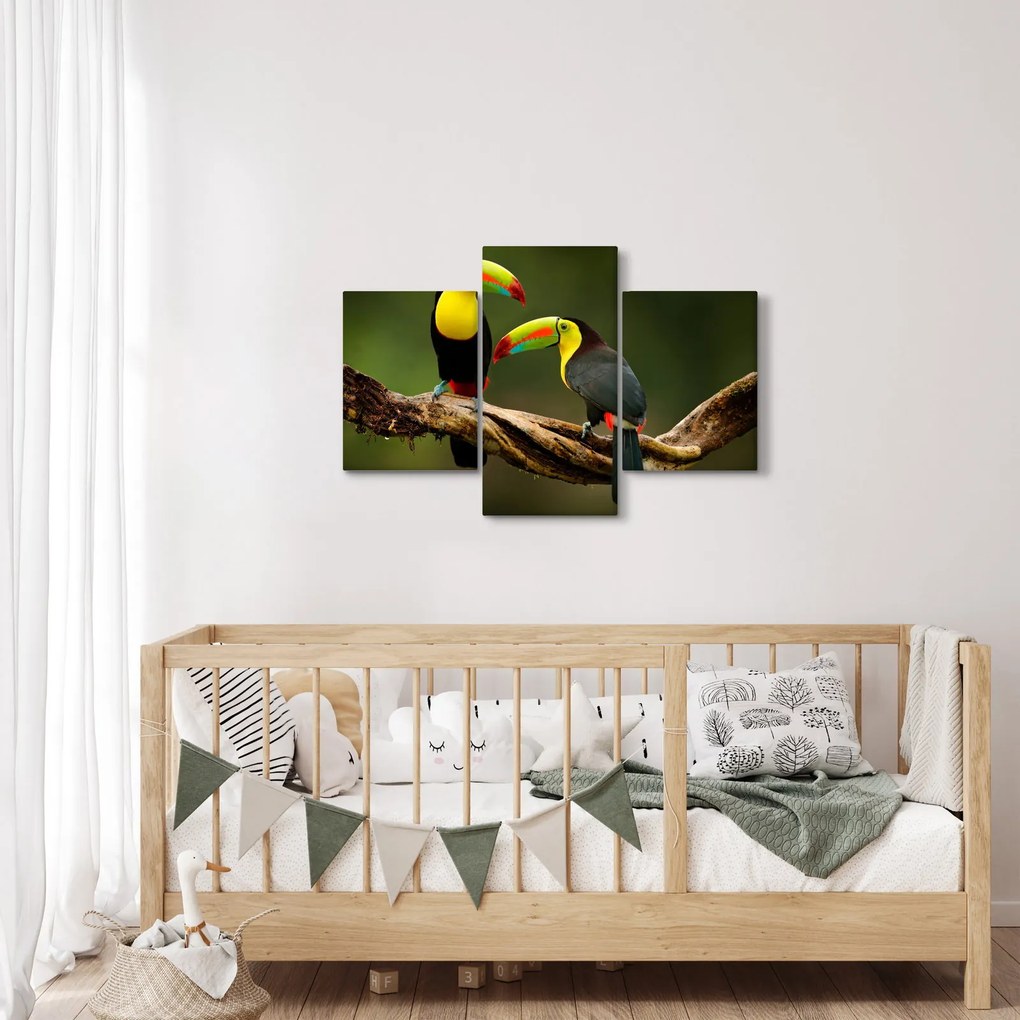 Tablou tucani sezând , Costa Rica (90x60 cm)