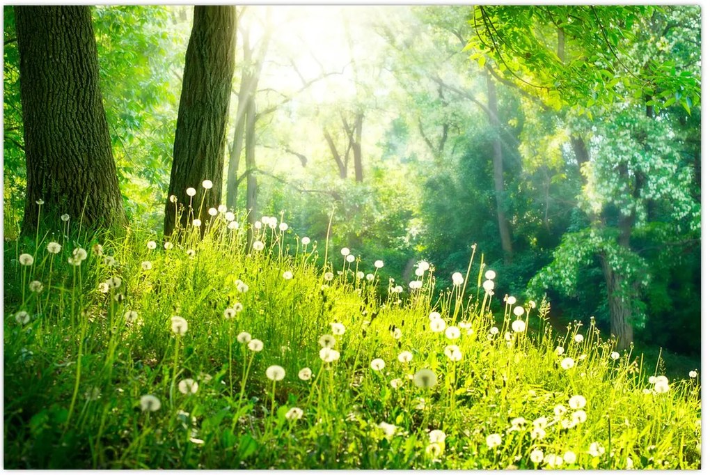 Tablou - Pajiște magică plină de păpădii (90x60 cm)