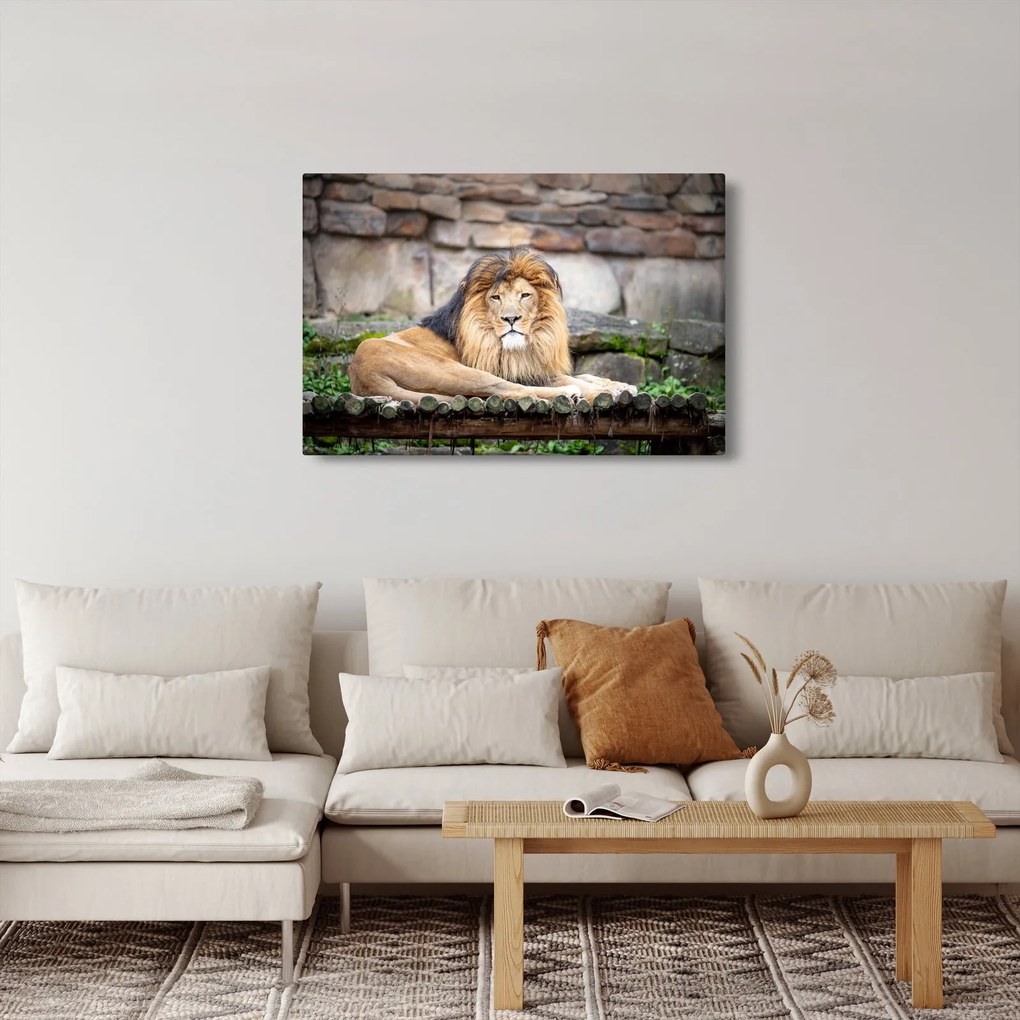 Tablou cu leu (90x60 cm)