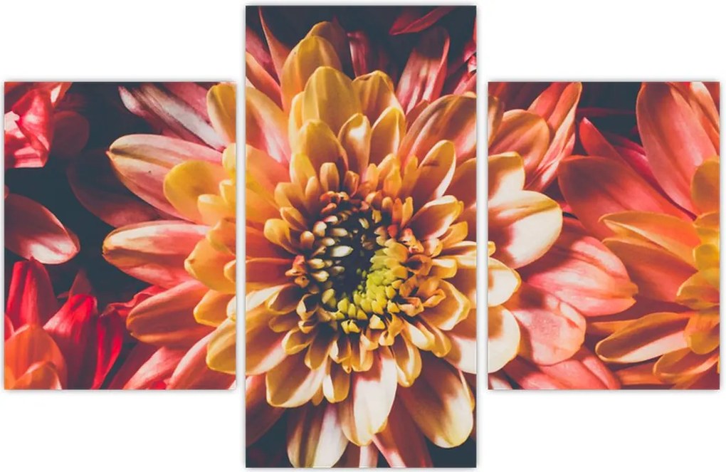 Tablou - Crizantemă (90x60 cm)