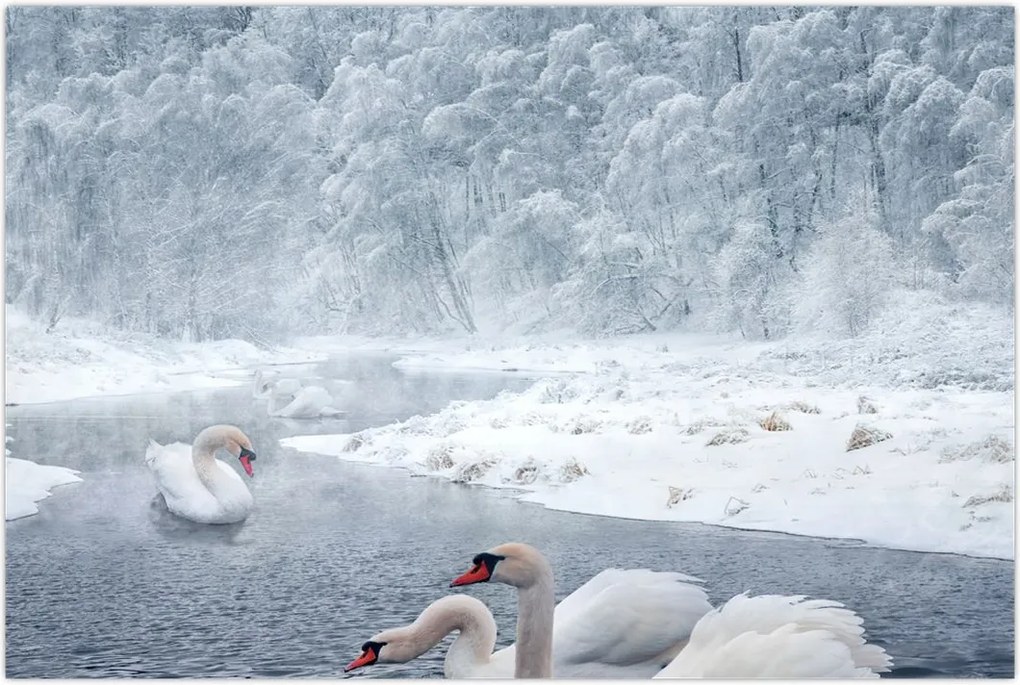 Tablou cu lebăde (90x60 cm)