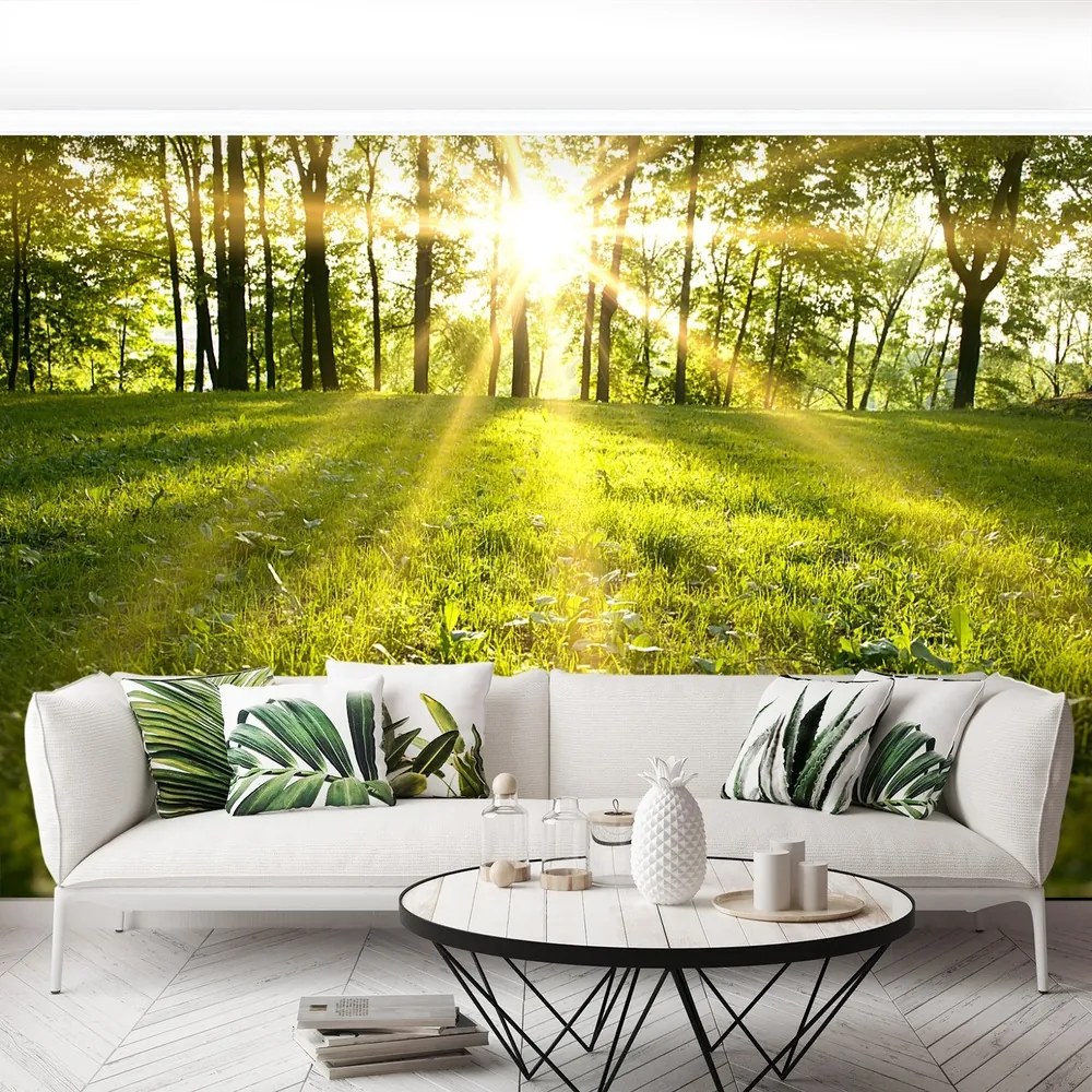 Fototapet Forest Sun.