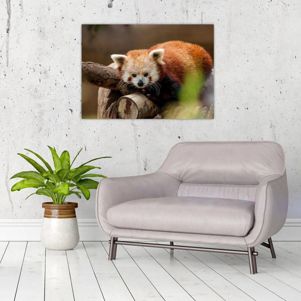 Tablou cu panda roșie (70x50 cm)