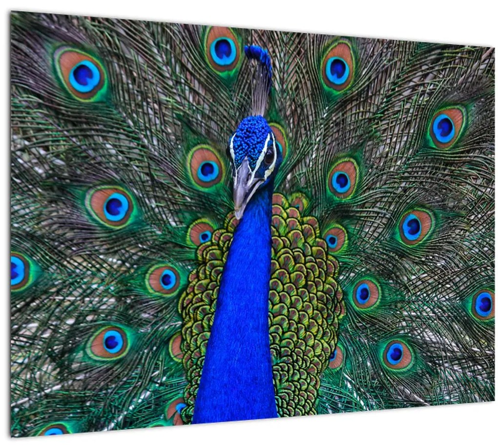Tablou pe sticlă - Păun (70x50 cm)