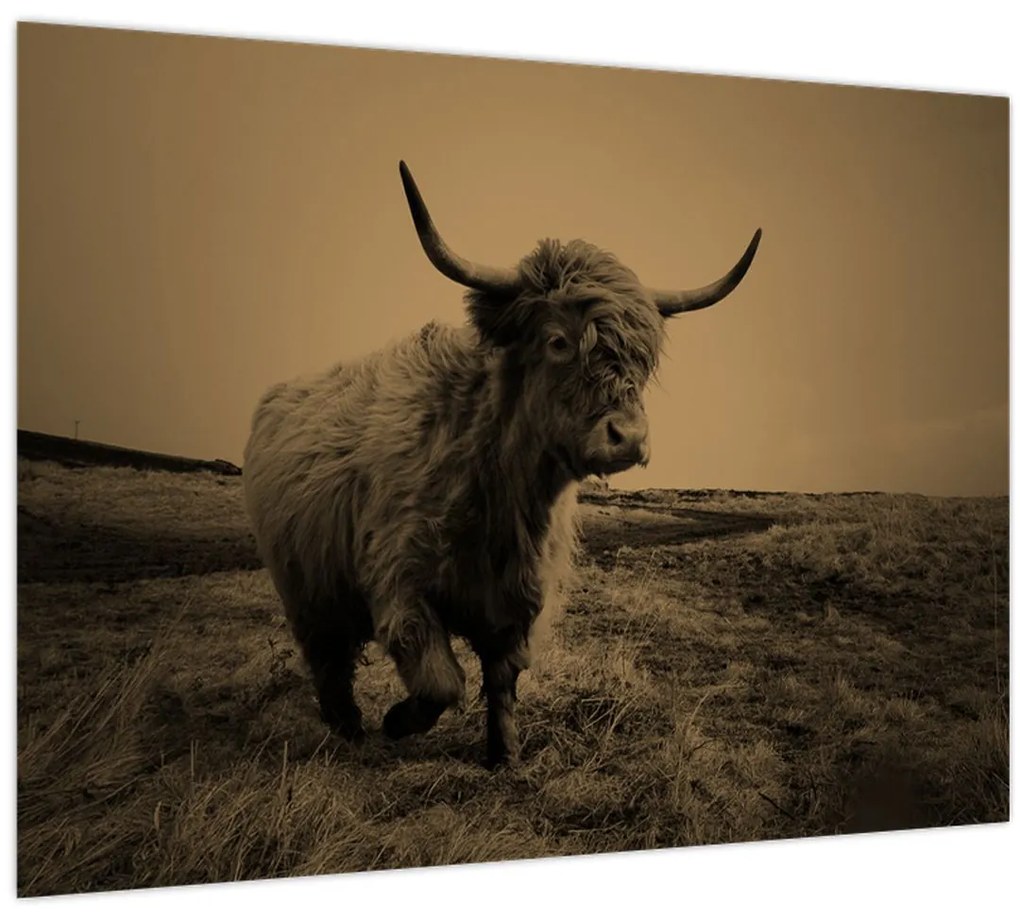 Tablou - Vacă scoțiană pe fugă (70x50 cm)