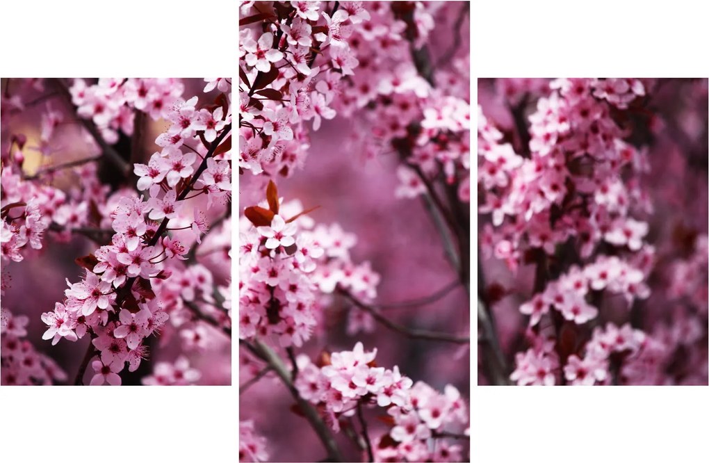 Tablou - Sakura roz (90x60 cm)