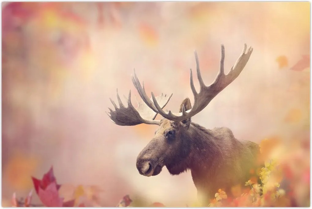 Tablou - Pădure în frunze de toamnă (90x60 cm)