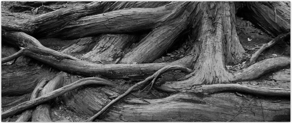Tablou - Rădăcinile copacului (120x50 cm)