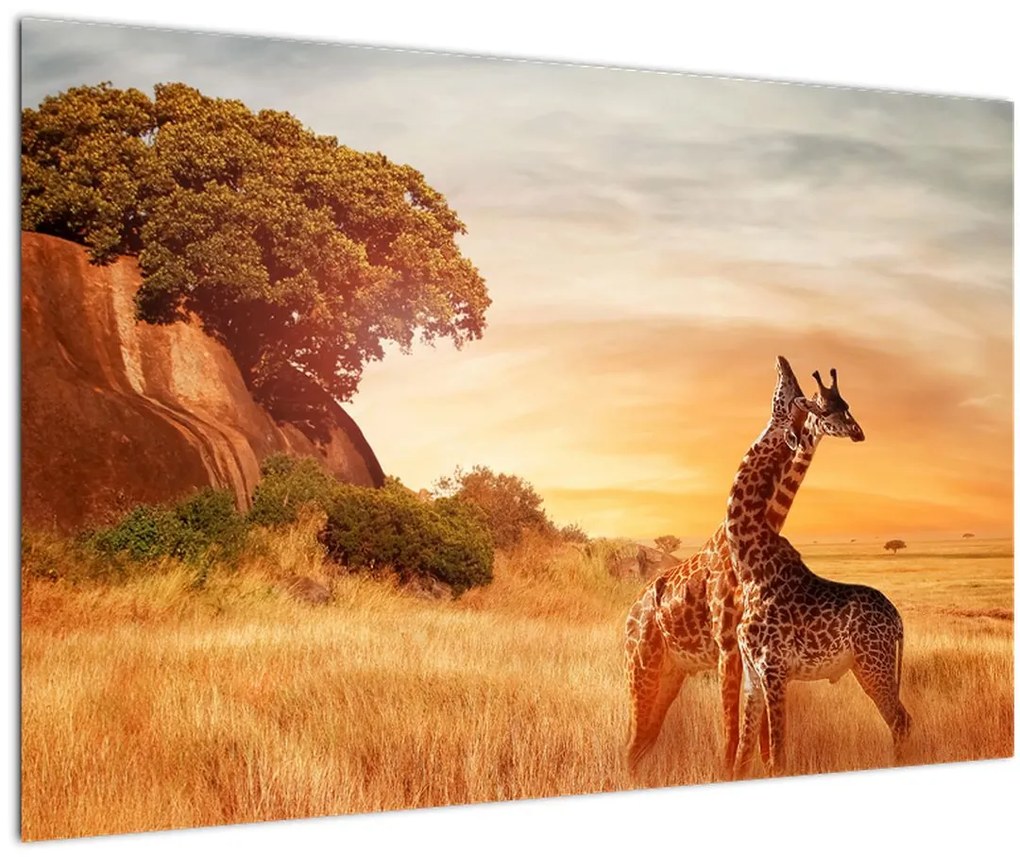 Tablou Girafe în Africa (90x60 cm)