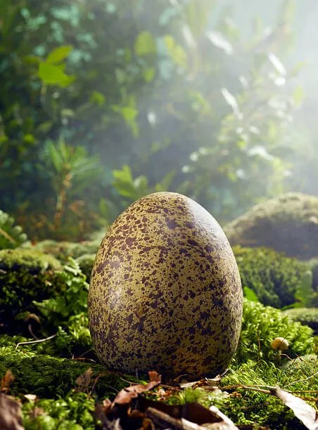 Ilustrație Large Egg in Woods Setting, Jeffrey Coolidge