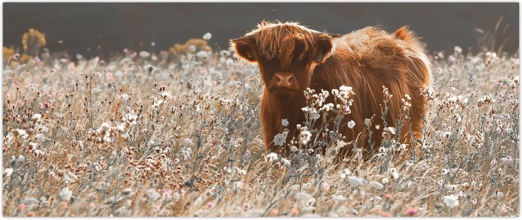 Tablou - Vacă scoțiană (120x50 cm)
