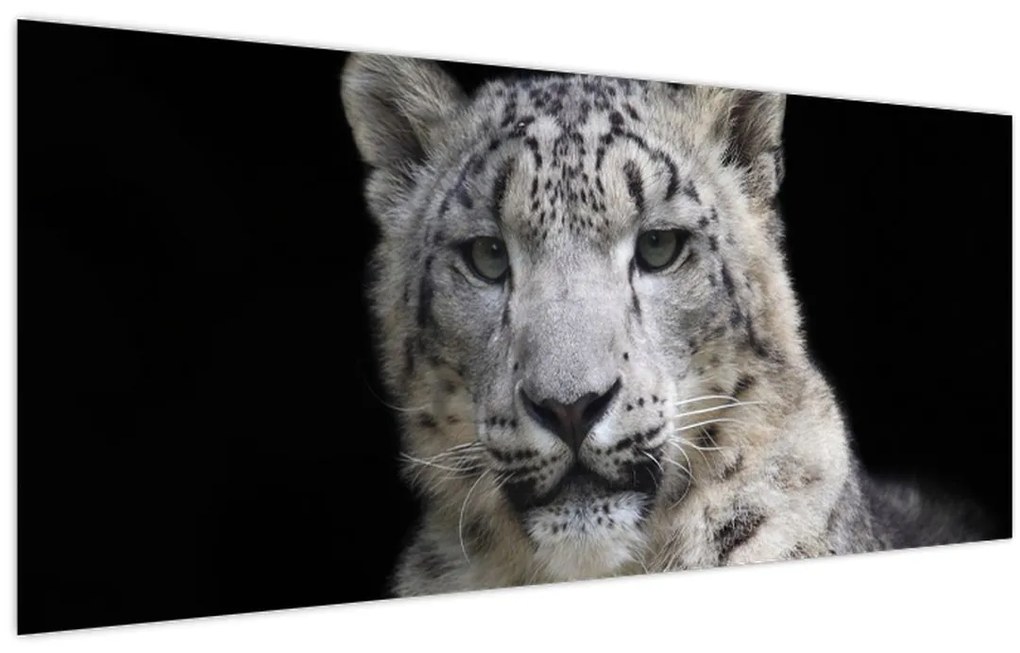 Tablou - Snow Leopard (120x50 cm)