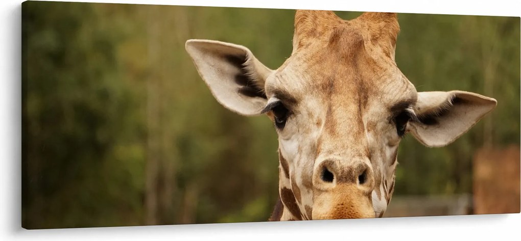 Tablou girafe (120x50 cm)
