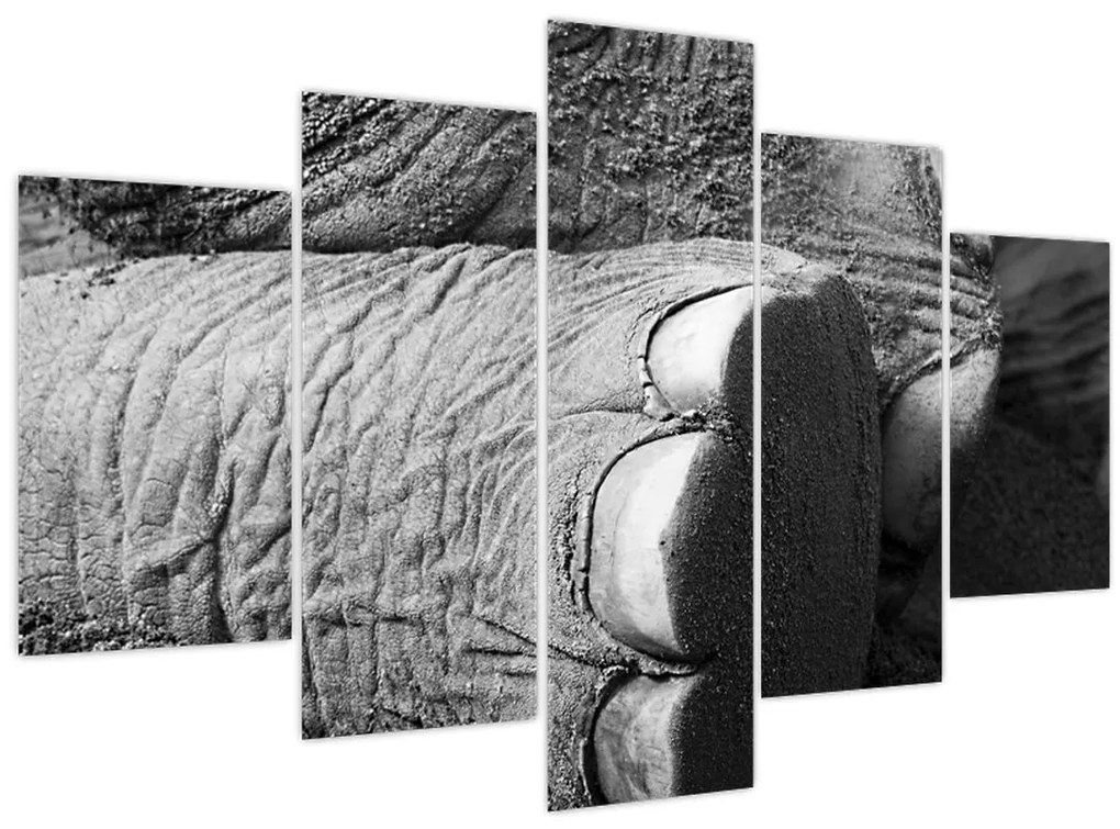 Tablou - Picior de elefant (150x105 cm)