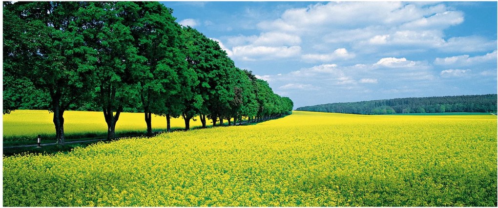 Tablou - Câmp cu alei (120x50 cm)