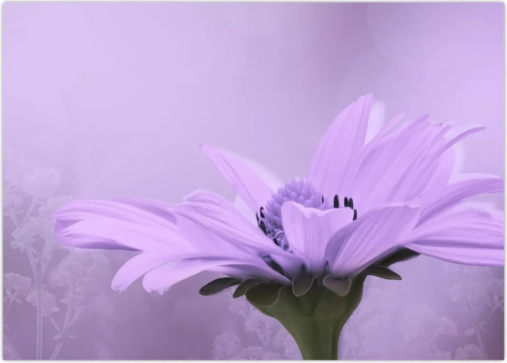 Tablou - Flori mov (70x50 cm)