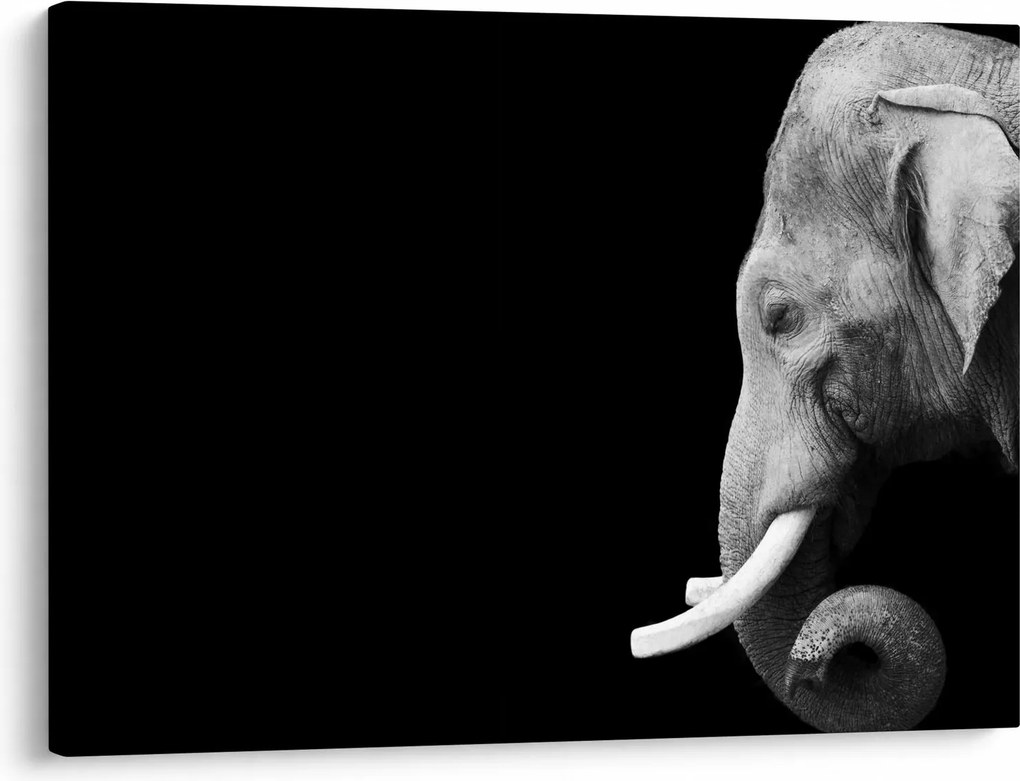 Tablou - Elefant (70x50 cm)