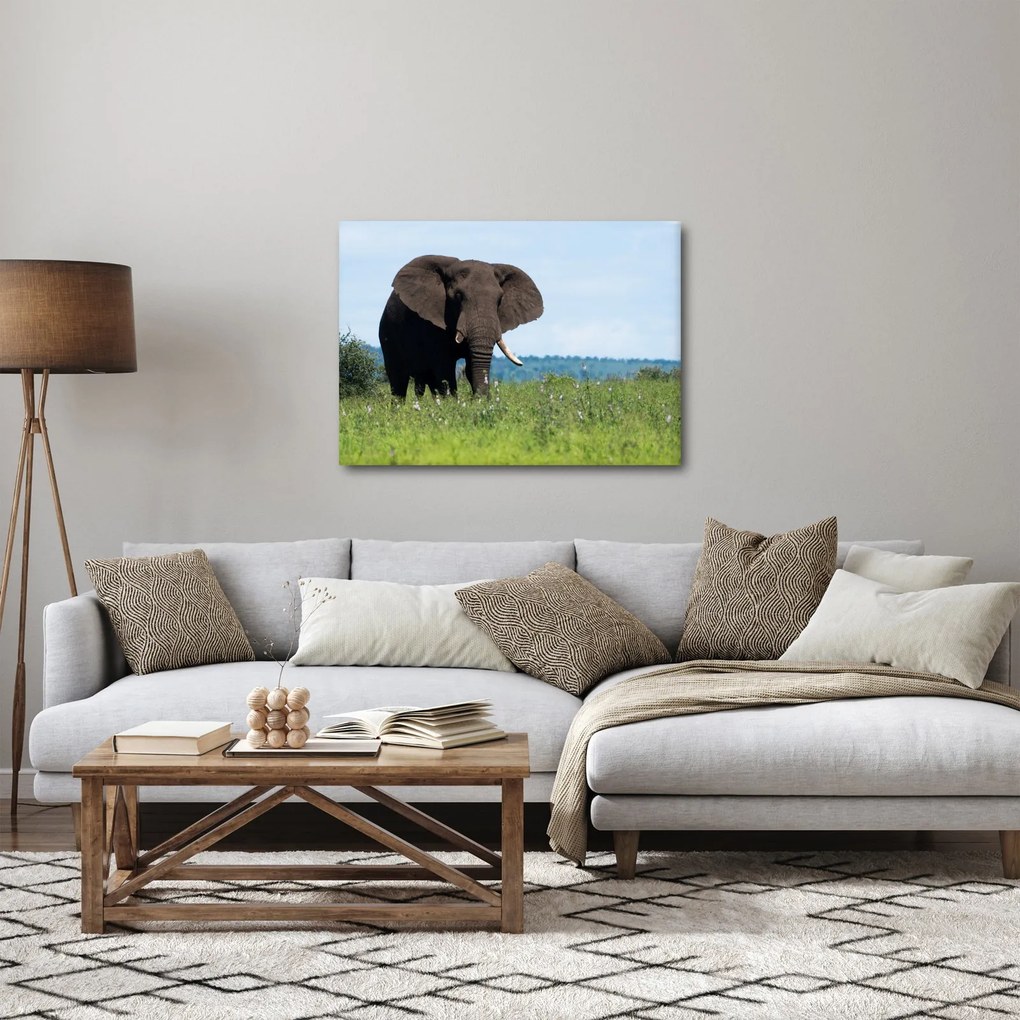 Tablou cu elefant (70x50 cm)
