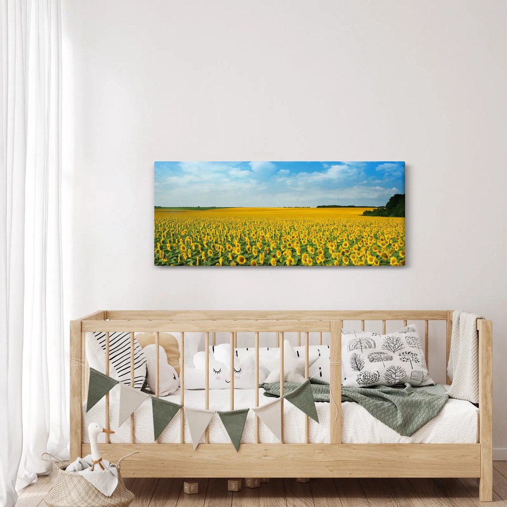 Tablou - câmp cu floarea soarelui (120x50 cm)