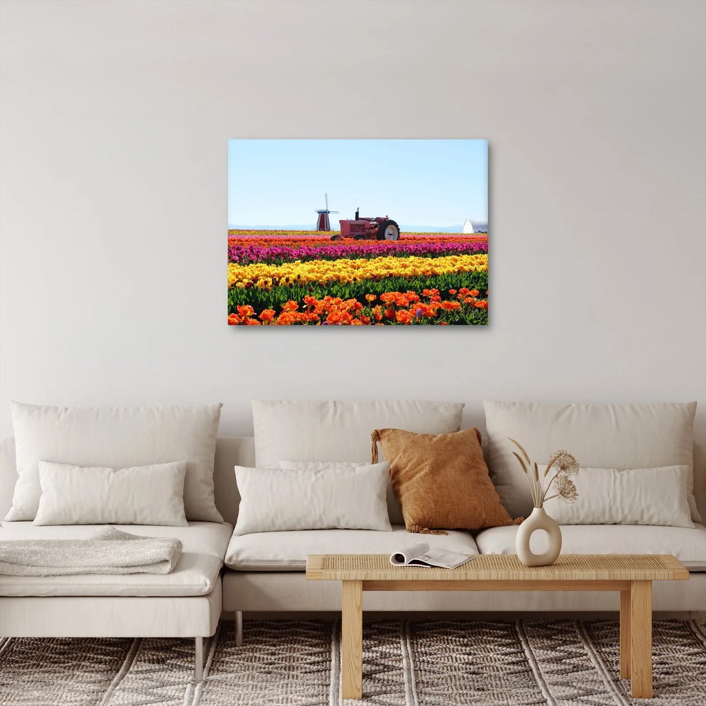 Tablou cu farma de lalele (70x50 cm)