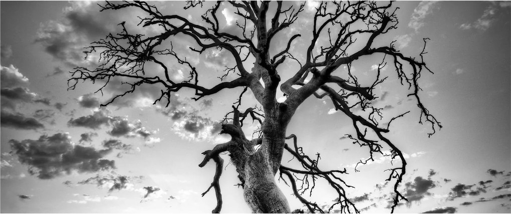 Tablou - Copacul, alb-negru (120x50 cm)