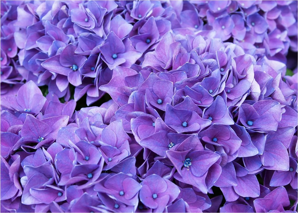 Tablou pe sticlă cu flori violete (70x50 cm)