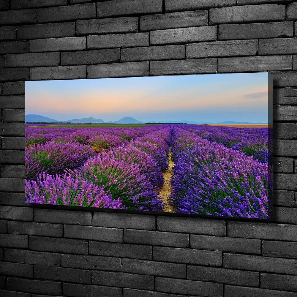 Print pe canvas Câmp de lavandă