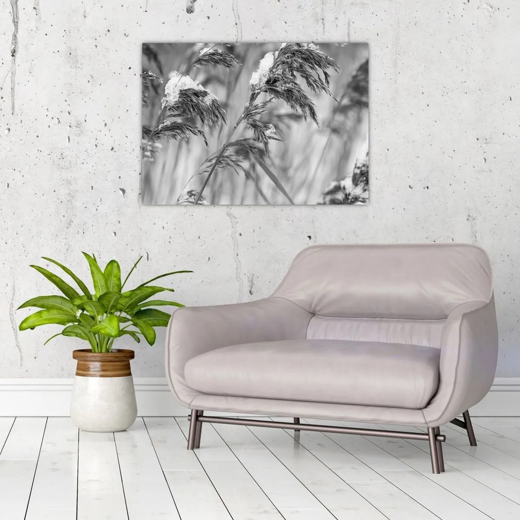 Tablou - Tei,alb-negru (70x50 cm)