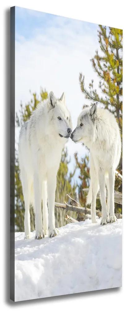 Tablou pe pânză canvas Doi lupi albi