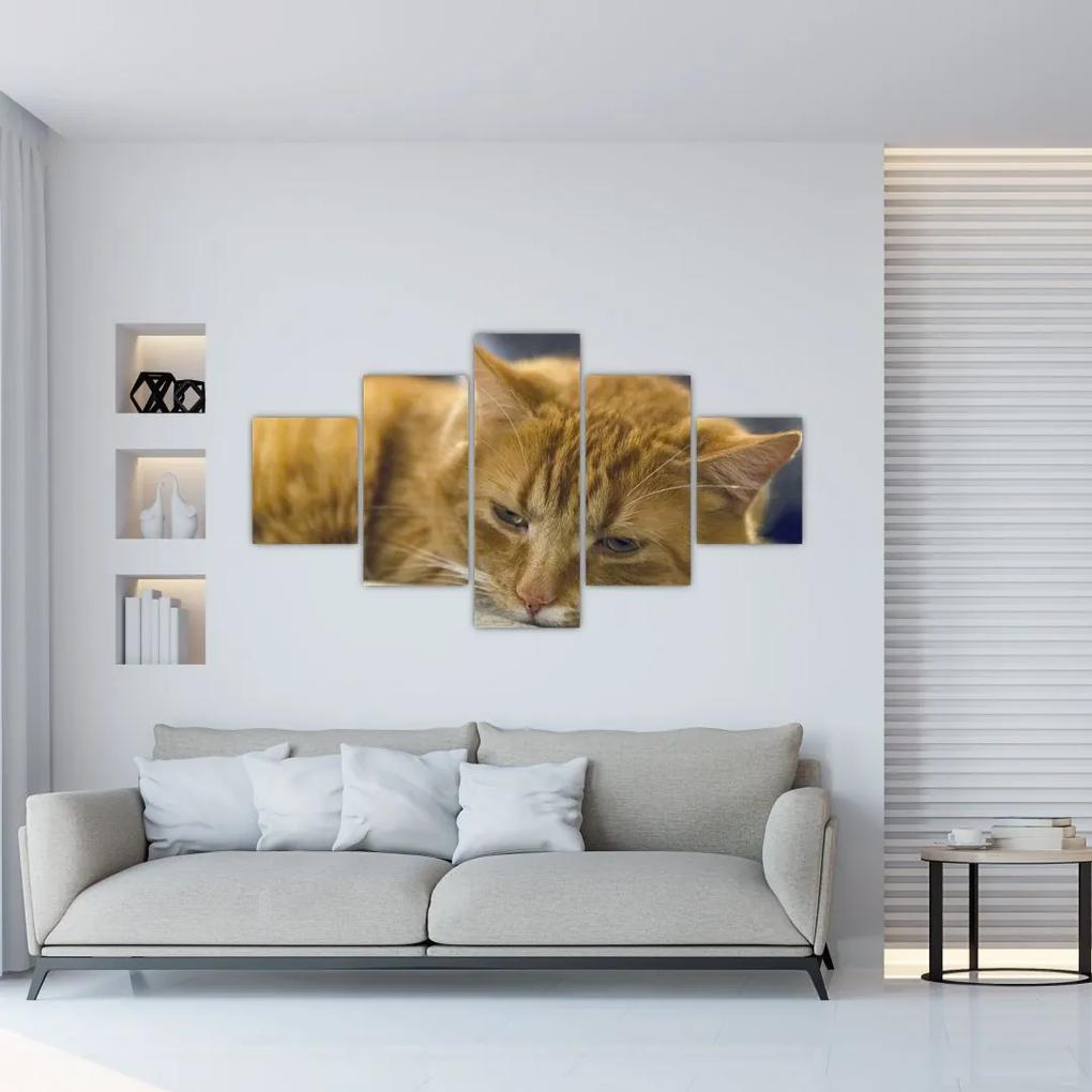 Tablou pisicii (125x70 cm), în 40 de alte dimensiuni noi
